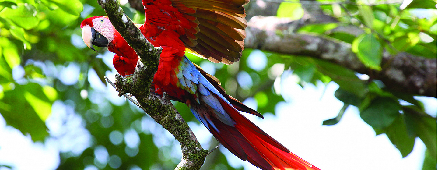 Нетронутая красота Коста-Рики