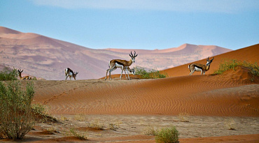 Яркие краски песков Намибии