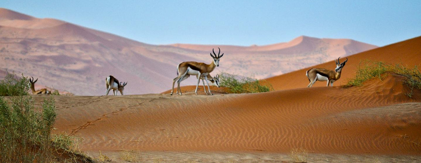 Яркие краски песков Намибии
